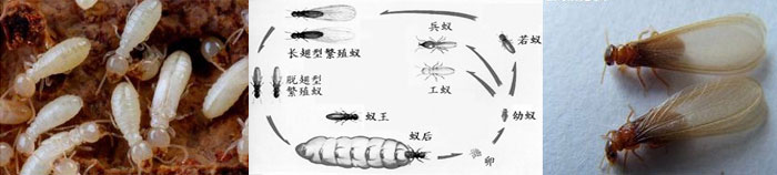 白螞蟻怎么消滅