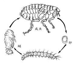 蚤類的危害與防 制