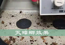 長沙滅蟑螂